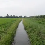 Le Risaie *
