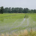 Le Risaie Bauernhof *