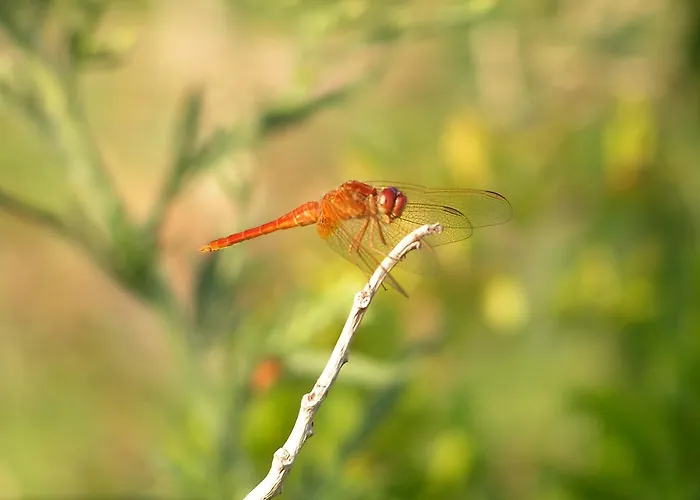 农家乐 来里斯农家乐