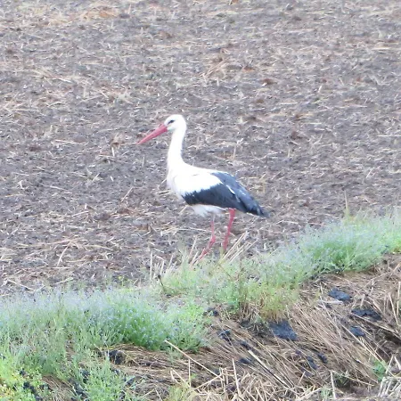 Vakantieboerderij Le Risaie